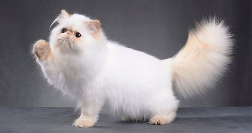 انواع گربه های ایرانی